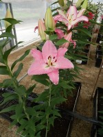 [5665 VZ W09 0229-02 No01.JPG]